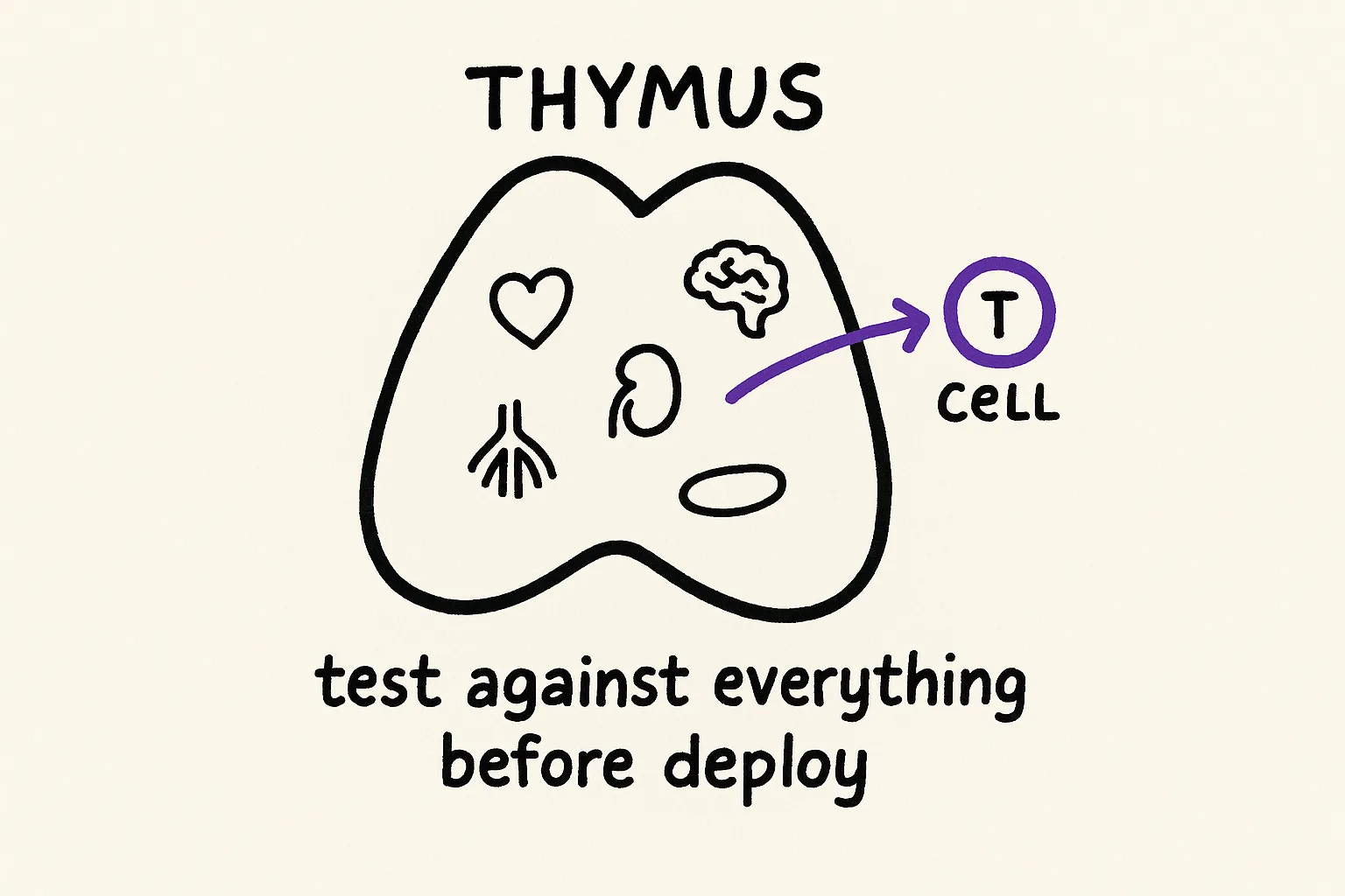 The thymus contains miniature replicas of every organ type, testing each T-cell against the full body before deployment